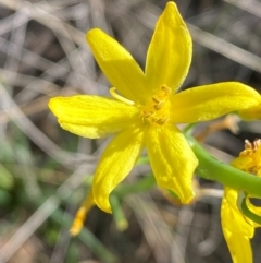Bulbine glauca (Rock Lily) at Jindabyne, NSW - 14 Dec 2023 by SteveBorkowskis