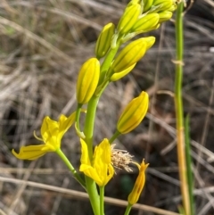 Bulbine glauca at Jindabyne, NSW - 14 Dec 2023