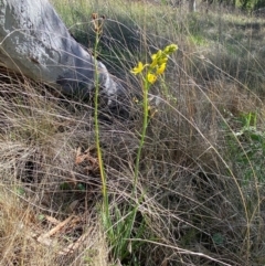 Bulbine glauca at Jindabyne, NSW - 14 Dec 2023