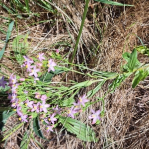 Centaurium sp. at Justice Robert Hope Reserve (JRH) - 16 Dec 2023