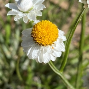 Ammobium alatum at Jindabyne, NSW - 14 Dec 2023 05:15 PM