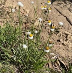 Ammobium alatum at Jindabyne, NSW - 14 Dec 2023 05:15 PM