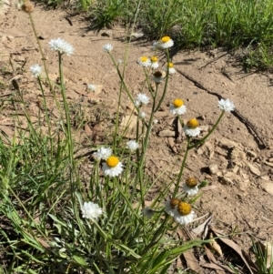 Ammobium alatum at Jindabyne, NSW - 14 Dec 2023 05:15 PM