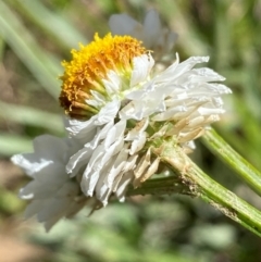 Ammobium alatum at Jindabyne, NSW - 14 Dec 2023 05:15 PM