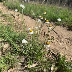 Ammobium alatum at Jindabyne, NSW - 14 Dec 2023 05:15 PM