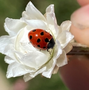 Coccinella undecimpunctata at Jindabyne, NSW - 14 Dec 2023