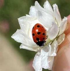 Coccinella undecimpunctata at Jindabyne, NSW - 14 Dec 2023