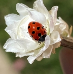 Coccinella undecimpunctata at Jindabyne, NSW - 14 Dec 2023