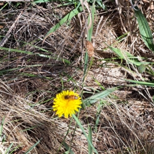 Apis mellifera at Justice Robert Hope Reserve (JRH) - 16 Dec 2023 09:52 AM