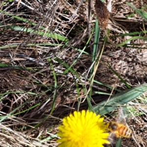 Apis mellifera at Justice Robert Hope Reserve (JRH) - 16 Dec 2023 09:52 AM