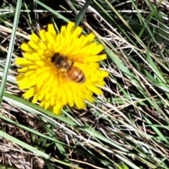 Apis mellifera at Justice Robert Hope Reserve (JRH) - 16 Dec 2023 09:52 AM