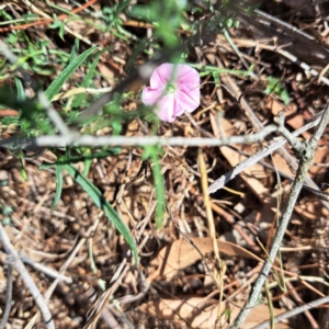 Convolvulus angustissimus subsp. angustissimus at Justice Robert Hope Reserve (JRH) - 16 Dec 2023