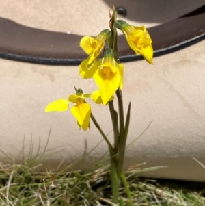 Diuris monticola at Kosciuszko National Park - 14 Dec 2023