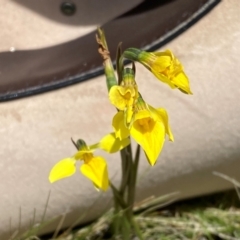 Diuris monticola at Kosciuszko National Park - suppressed