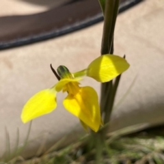 Diuris monticola at Kosciuszko National Park - 14 Dec 2023