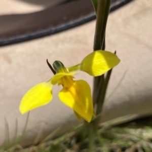 Diuris monticola at Kosciuszko National Park - suppressed