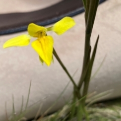 Diuris monticola at Kosciuszko National Park - suppressed