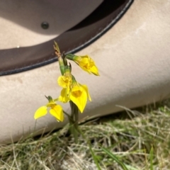 Diuris monticola at Kosciuszko National Park - suppressed