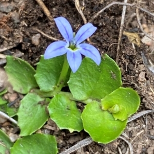 Lobelia pedunculata at Kosciuszko National Park - 14 Dec 2023