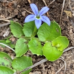 Lobelia pedunculata at Kosciuszko National Park - 14 Dec 2023