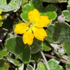 Goodenia hederacea subsp. alpestris at Kosciuszko National Park - 14 Dec 2023 by SteveBorkowskis