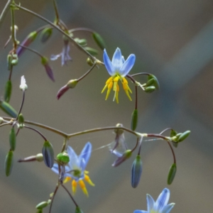 Dianella longifolia at Higgins Woodland - 16 Dec 2023