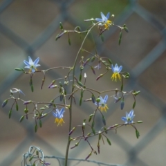 Dianella longifolia at Higgins Woodland - 16 Dec 2023