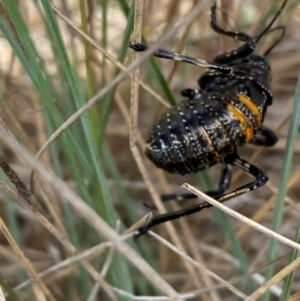 Acripeza reticulata at Kosciuszko National Park - suppressed