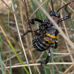 Acripeza reticulata at Kosciuszko National Park - suppressed