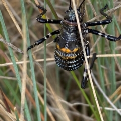 Acripeza reticulata at Kosciuszko National Park - suppressed