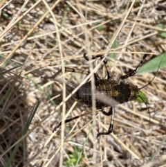 Acripeza reticulata at Kosciuszko National Park - suppressed