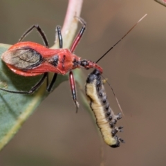 Gminatus australis (Orange assassin bug) at Kuringa Woodlands - 14 Feb 2023 by AlisonMilton