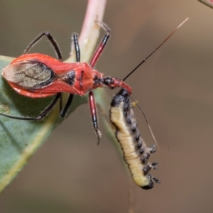 Gminatus australis at Kuringa Woodlands - 14 Feb 2023