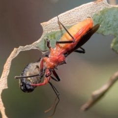 Gminatus australis at Kuringa Woodlands - 14 Feb 2023