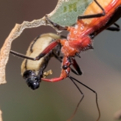 Gminatus australis at Kuringa Woodlands - 14 Feb 2023