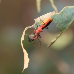 Gminatus australis at Kuringa Woodlands - 14 Feb 2023