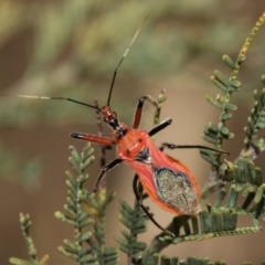 Gminatus australis at Kuringa Woodlands - 14 Feb 2023