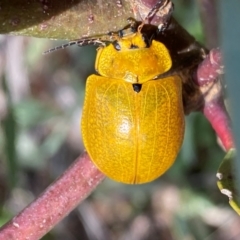 Paropsis augusta (A eucalypt leaf beetle) at Kosciuszko National Park - 13 Dec 2023 by SteveBorkowskis
