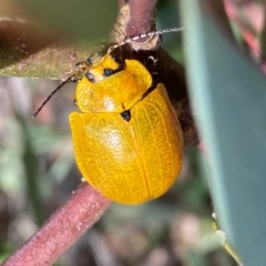 Paropsis augusta at Kosciuszko National Park - suppressed