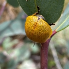 Paropsis augusta at Kosciuszko National Park - suppressed