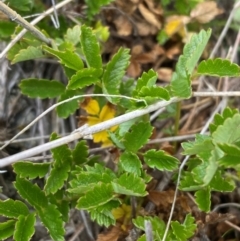 Acaena novae-zelandiae at Kosciuszko National Park - 14 Dec 2023