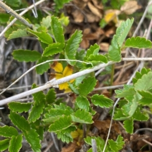 Acaena novae-zelandiae at Kosciuszko National Park - suppressed