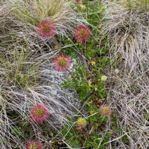 Acaena novae-zelandiae at Kosciuszko National Park - 14 Dec 2023