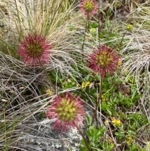 Acaena novae-zelandiae at Kosciuszko National Park - 14 Dec 2023