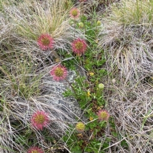 Acaena novae-zelandiae at Kosciuszko National Park - 14 Dec 2023