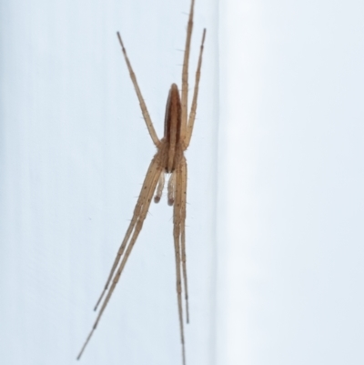 Thasyraea lepida (Prowling spider) at  - suppressed by Aussiegall