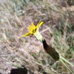 Hypochaeris radicata (Cat's Ear, Flatweed) at Justice Robert Hope Reserve (JRH) - 16 Dec 2023 by abread111