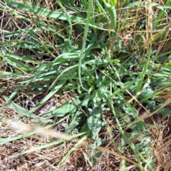 Hypochaeris radicata at Justice Robert Hope Reserve (JRH) - 16 Dec 2023