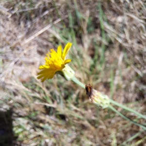 Hypochaeris radicata at Justice Robert Hope Reserve (JRH) - 16 Dec 2023 09:59 AM