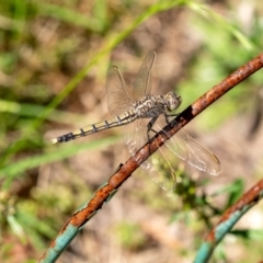 Orthetrum caledonicum (Blue Skimmer) at Penrose - 15 Dec 2023 by Aussiegall